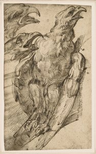 Study of an Eagle